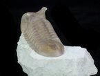 Asaphus Punctatus Trilobite - Exposted Hypostome #89054-2